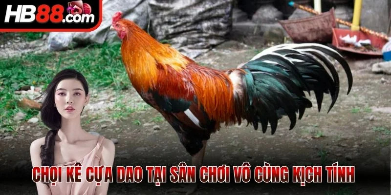 Chọi kê cựa dao tại sân chơi vô cùng kịch tính 