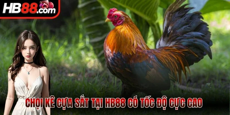Chọi kê cựa sắt tại HB88 có tốc độ cực cao 