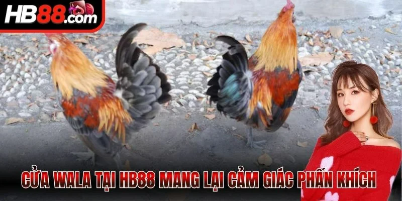 Cửa Wala tại HB88 mang lại cảm giác phấn khích khi cá cược 